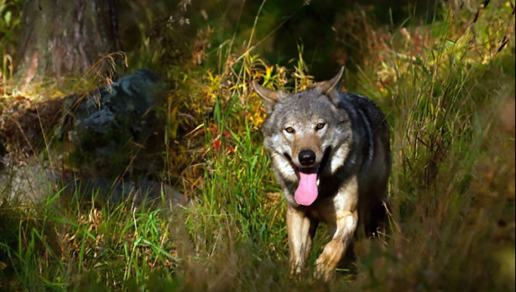 Dr. Laurent Schley: Koexistenz Mensch-Wolf - IMG 1